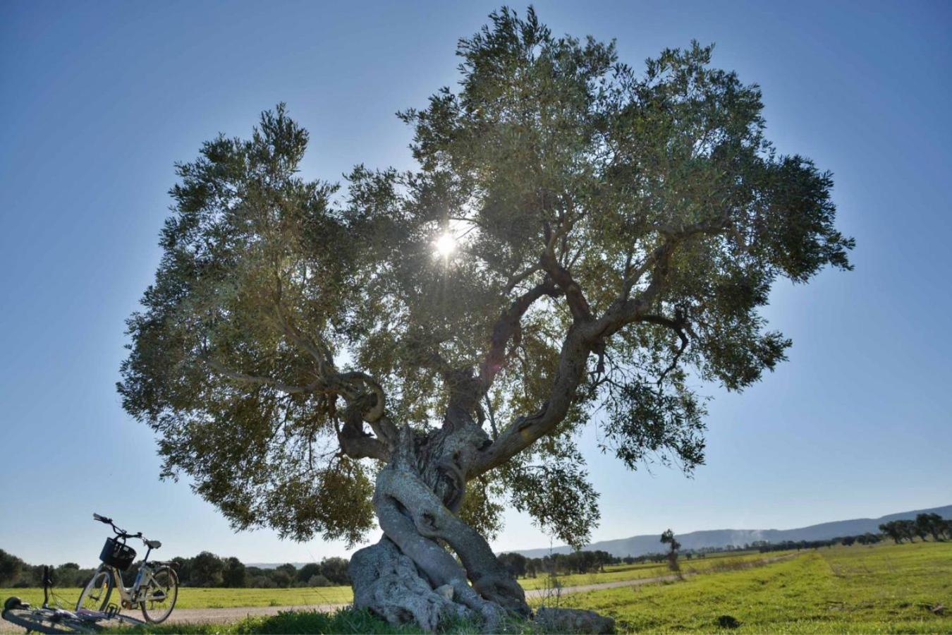 Masseria San Lorenzo Resort Fasano Kültér fotó