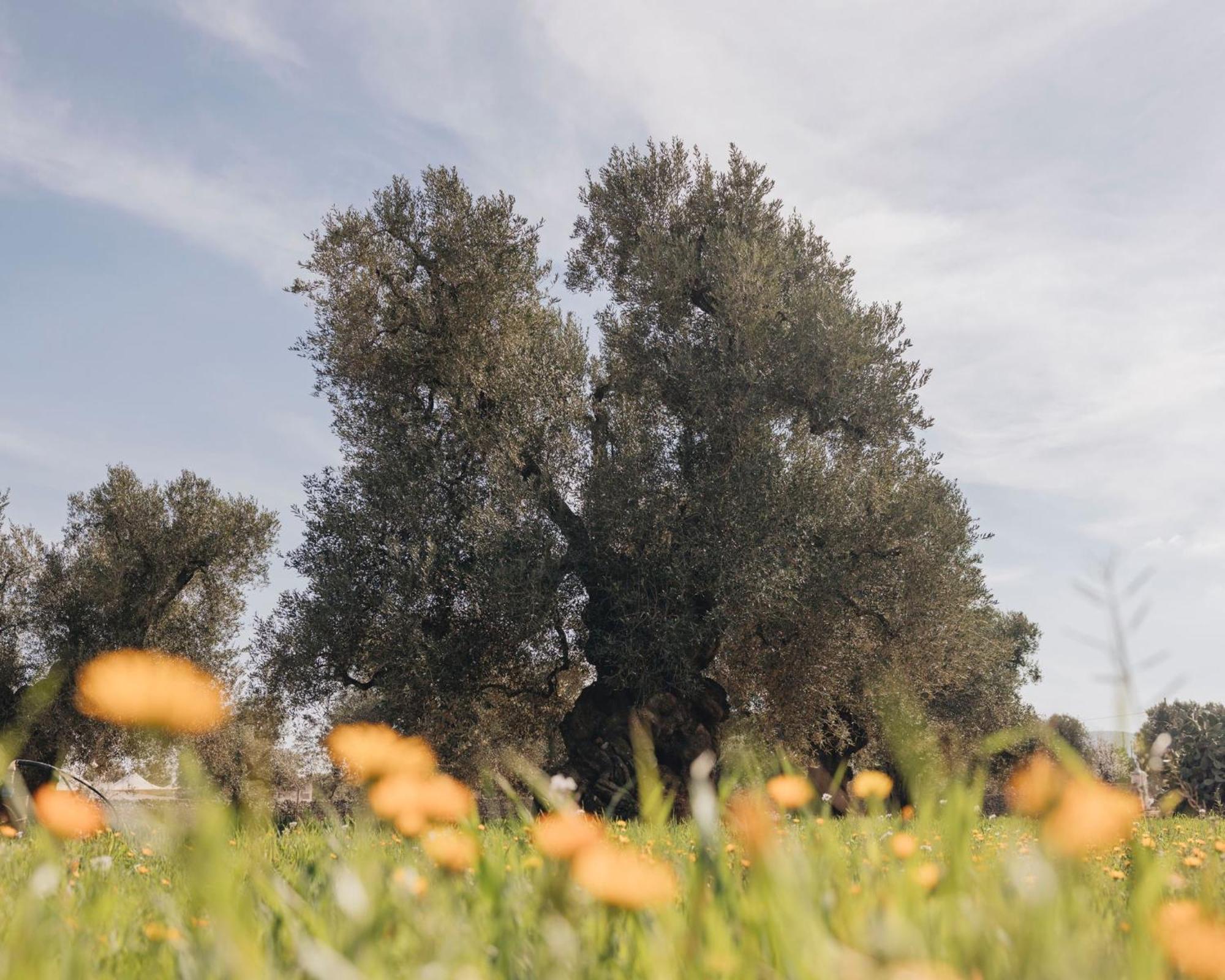 Masseria San Lorenzo Resort Fasano Kültér fotó