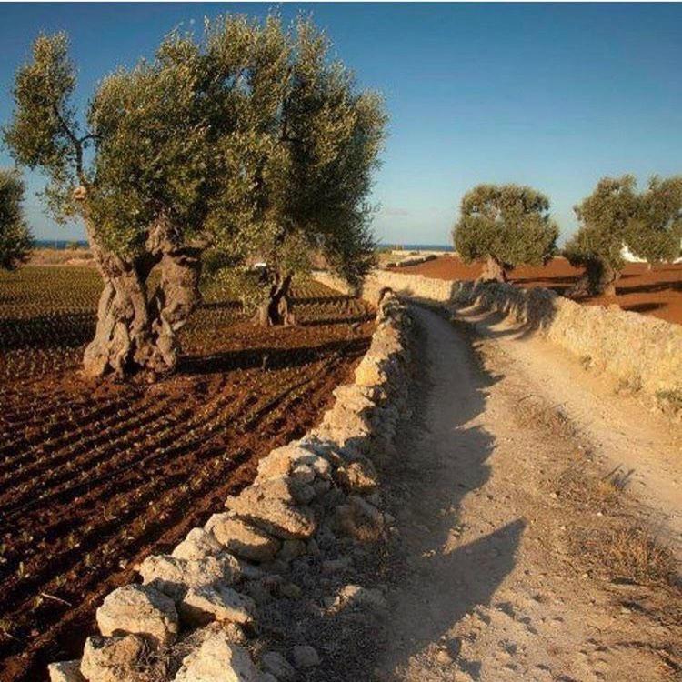 Masseria San Lorenzo Resort Fasano Kültér fotó