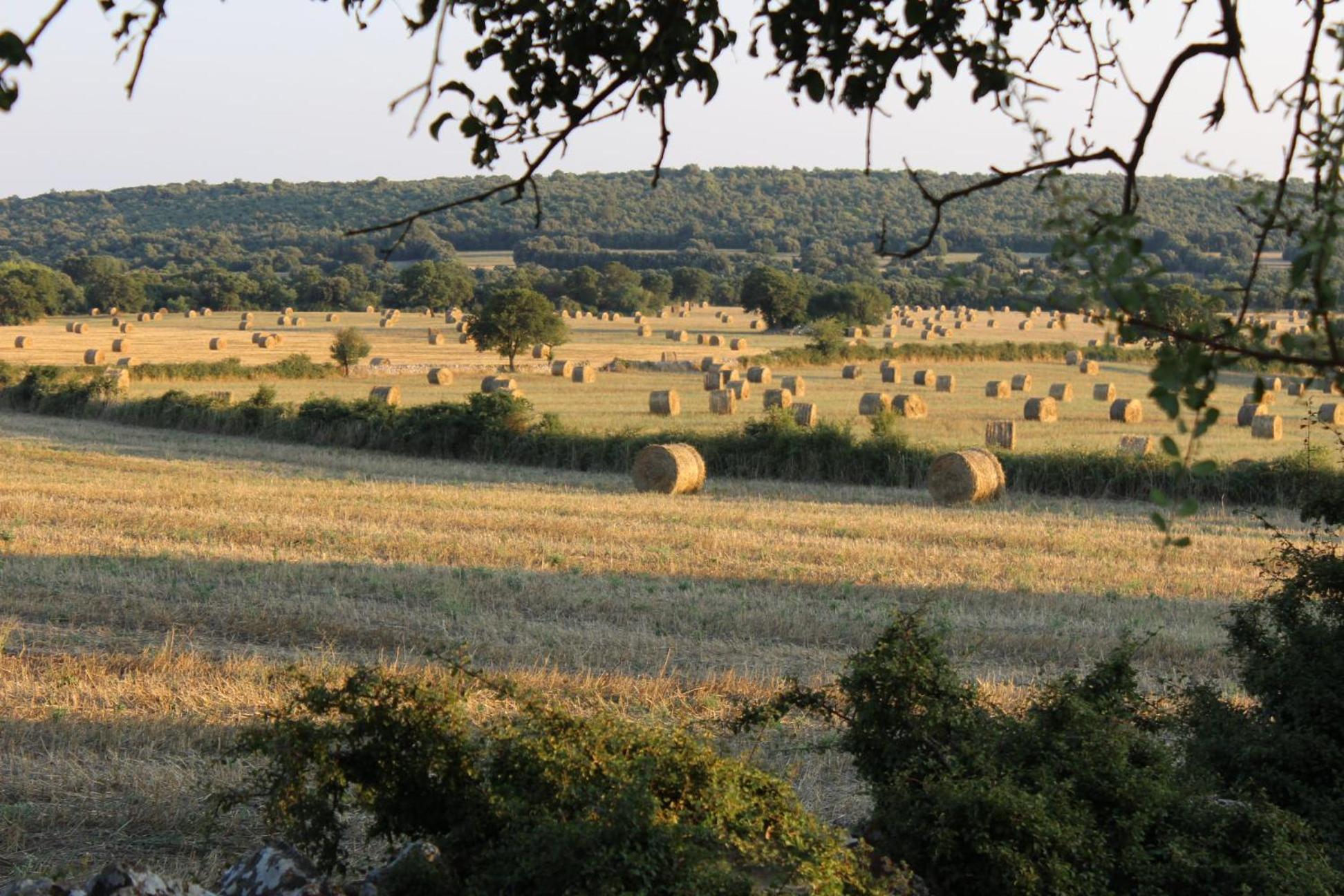 Masseria San Lorenzo Resort Fasano Kültér fotó