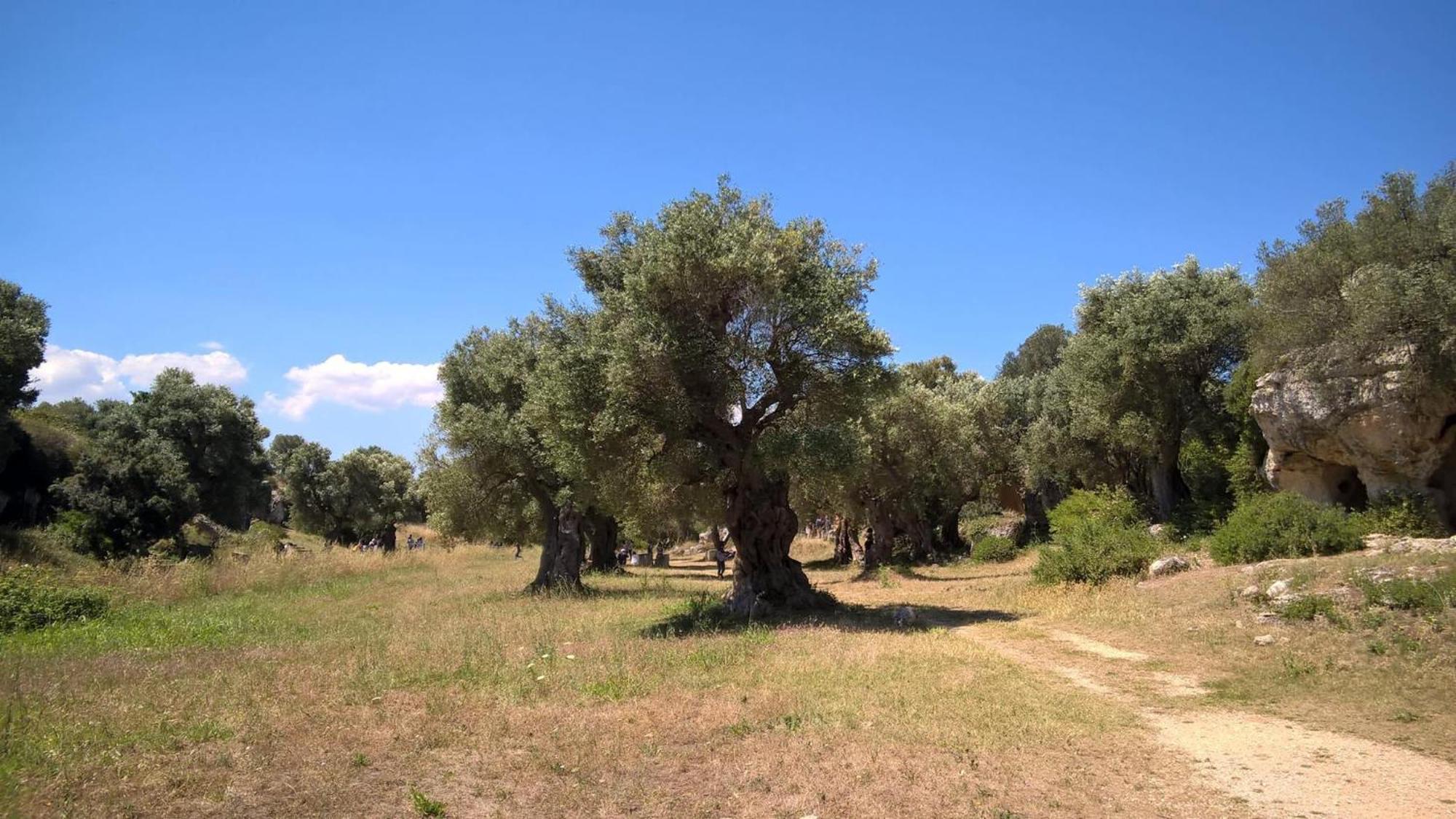 Masseria San Lorenzo Resort Fasano Kültér fotó